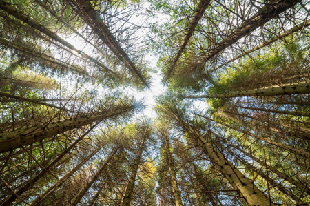 looking up at trees