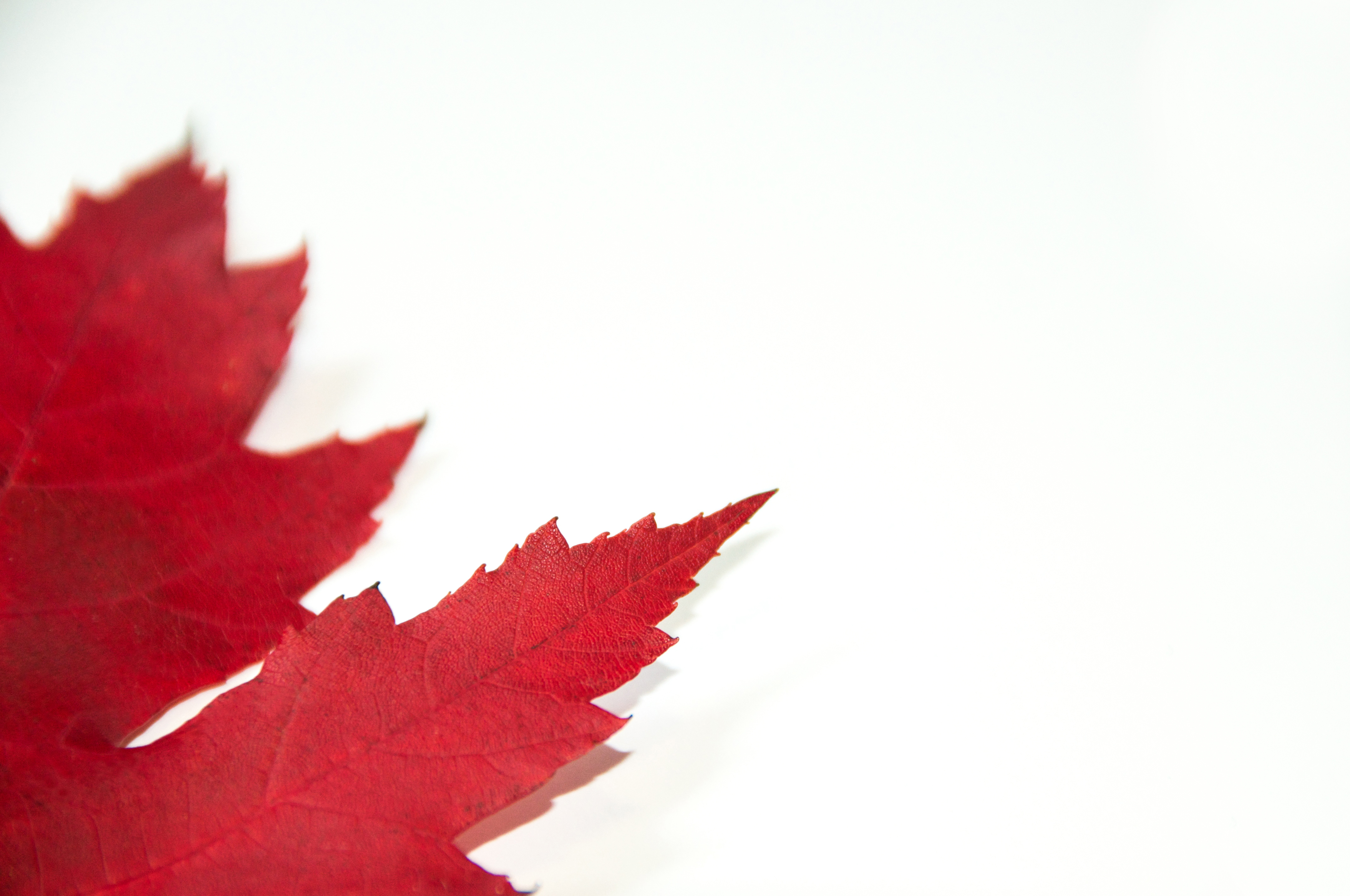 Reflections maple leaf