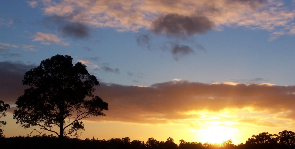 Tree at Sunrise (photo credit: Jonathon Coombes, Tree at sunrise, marked as public domain, more details on Wikimedia Commons)