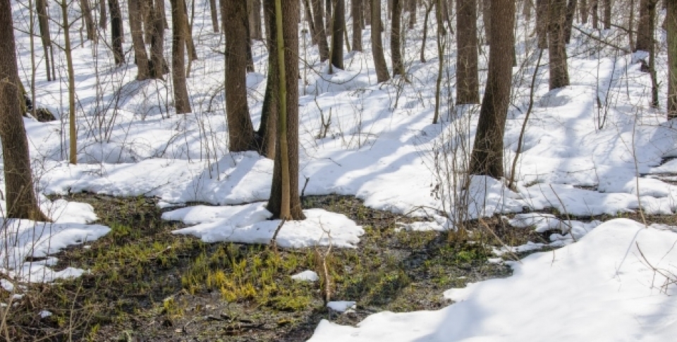 Spring thaw begins. (Shutterstock)