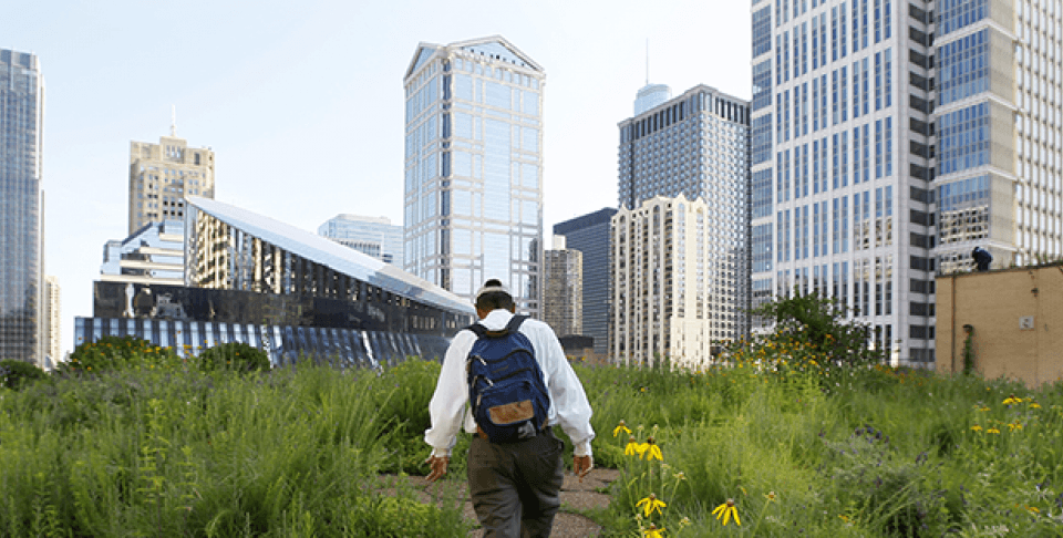 Beekeeper Michael Thompson, makes his way through the secret garden of wildflowers and native grasses on top of City Hall in Chicago to check on over 100,000 bees (AP Photo/Charles Rex Arbogast).