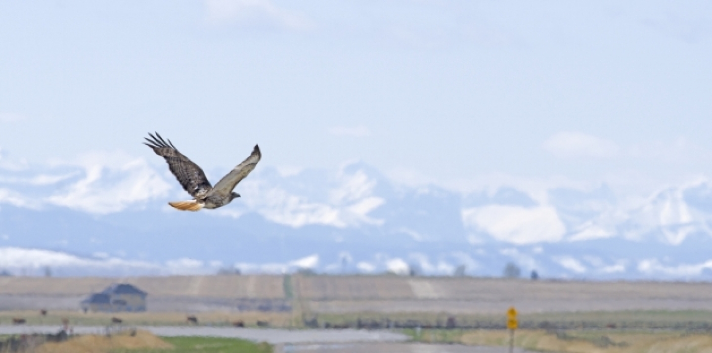 A hawk flys near the mountains in Alberta, Canada (Shutterstock).