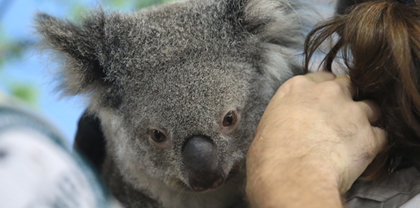 Elsa, the G20-visiting koala. (CIGI Photo / Kris Young)