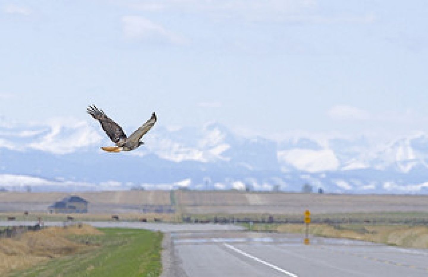Fresh air flight