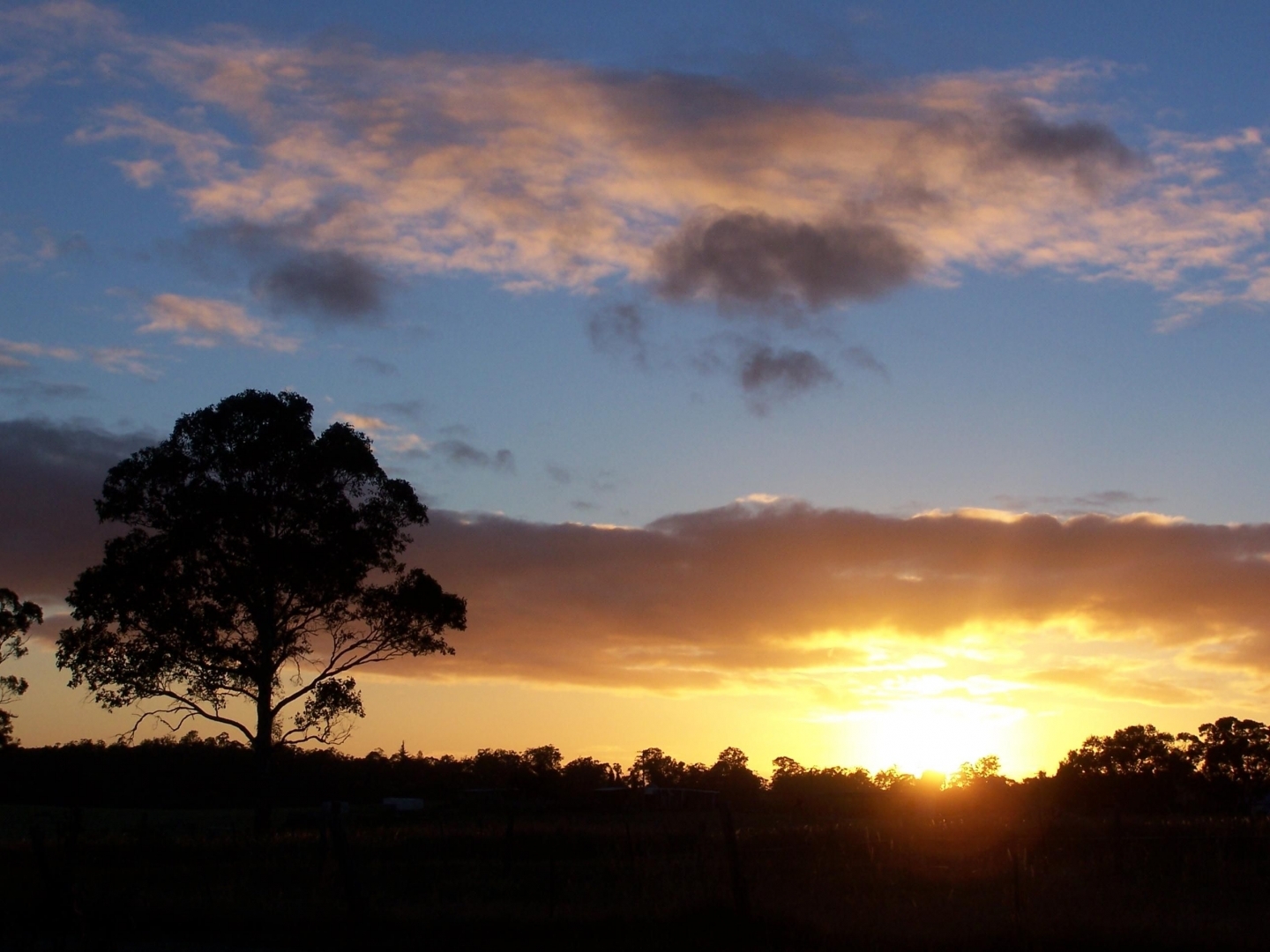 Tree at Sunrise (photo credit: Jonathon Coombes, Tree at sunrise, marked as public domain, more details on Wikimedia Commons)
