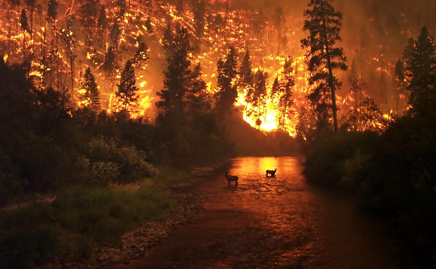 Record-shattering heatwaves and exceptional wildfires have occurred throughout the northern hemisphere this summer. (John McColgan, Alaska Forest Service)