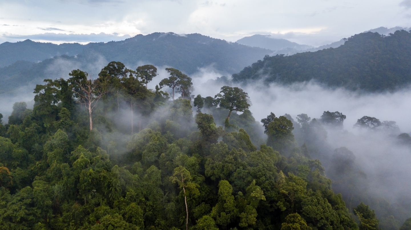The Amazon rainforest is the world’s largest forest reserve, covering more than seven million square kilometres and accounting for more than 40 percent of forests globally. (Shutterstock)