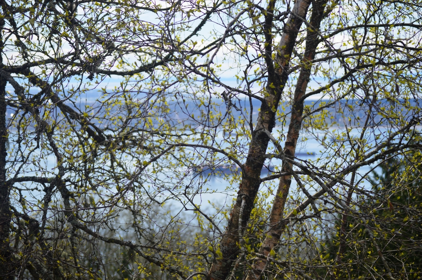 View of the Salish Sea (Shutterstock)