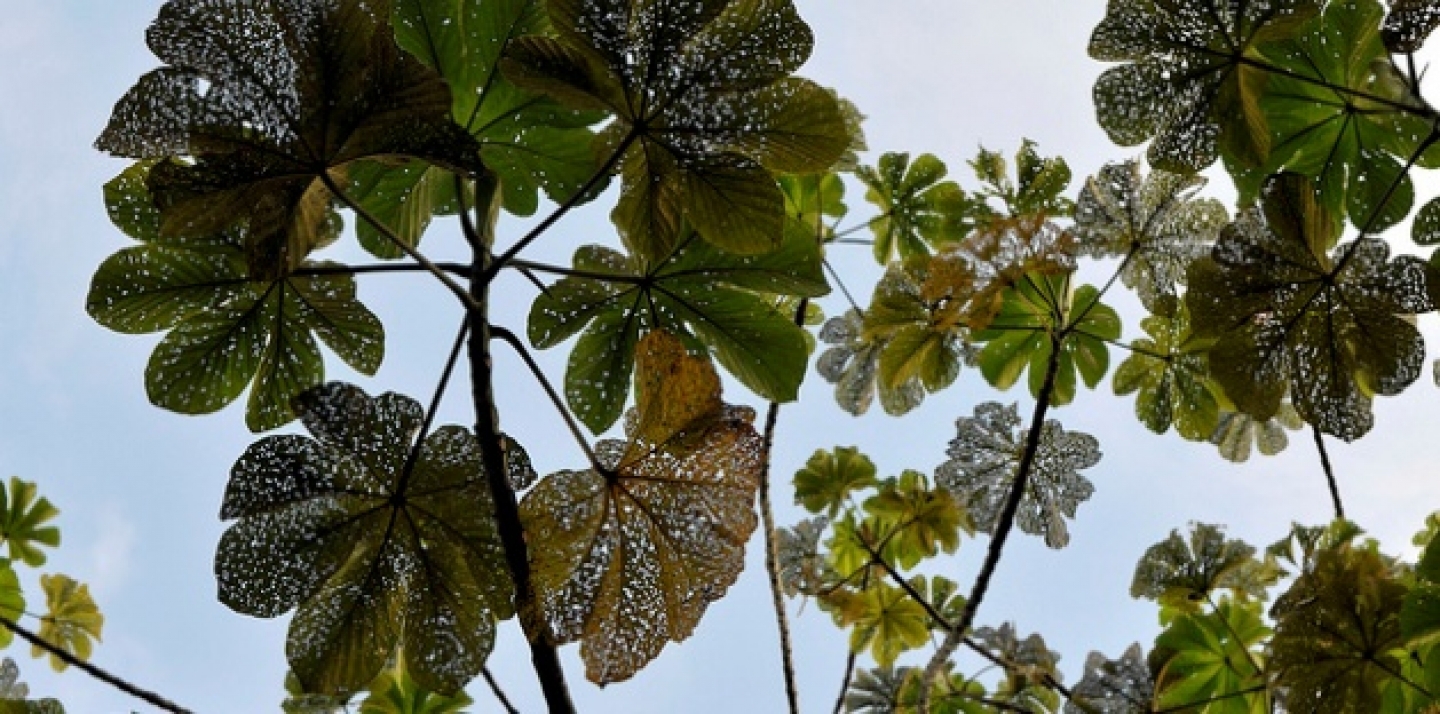 Leaf cover at Reserva Natural El Hatico, familia Molina Durán, near Palmira, Colombia. (Photo by by Neil Palmer, CIAT)