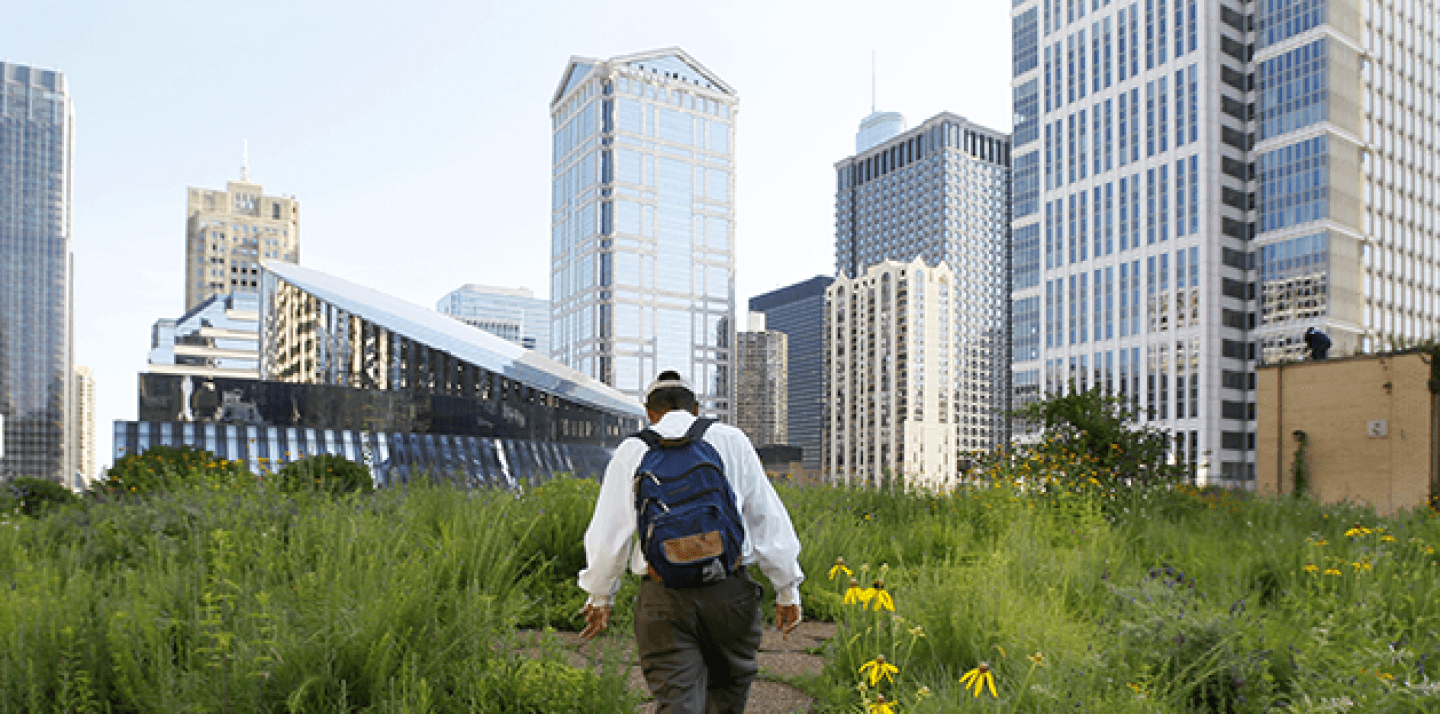 Beekeeper Michael Thompson, makes his way through the secret garden of wildflowers and native grasses on top of City Hall in Chicago to check on over 100,000 bees (AP Photo/Charles Rex Arbogast).