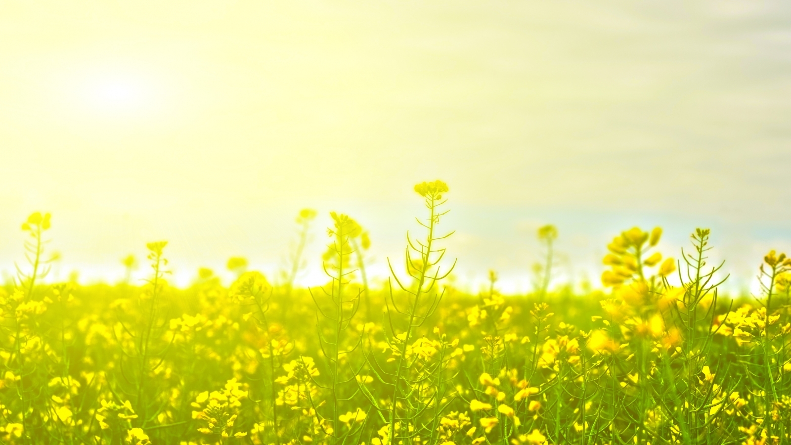 protocol research paper Explore the latest articles, projects, and questions and answers in kyoto protocol, and find kyoto protocol experts. protocol research paper Explore the latest articles, projects, and questions and answers in kyoto protocol, and find kyoto protocol experts.