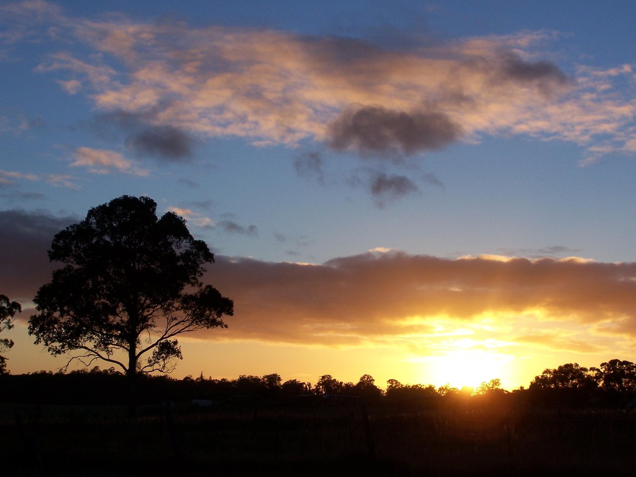 Tree_at_sunrise.jpg