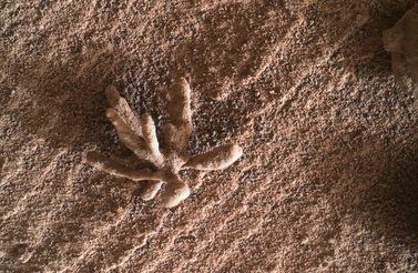 marsflower